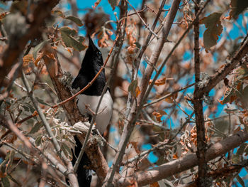Bird perching on branch of tree