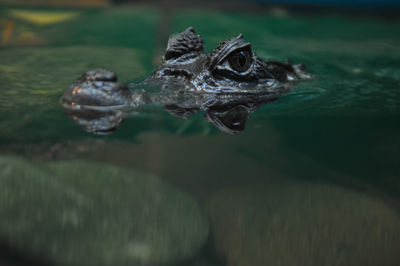 Close-up of swimming pool