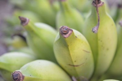 Close-up of honey bee on plant