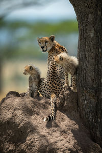 Cheetah family sitting on rock in forest