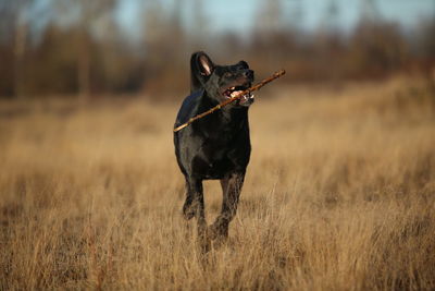 Black dog running on field