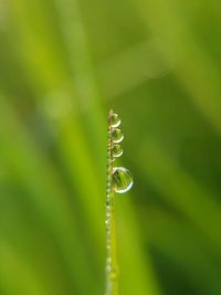 Close-up of droplets on blade of grass