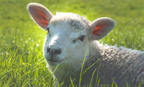 Close-up of sheep on grass