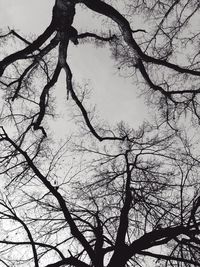 Low angle view of bare trees against sky