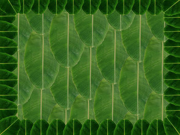 Banana leaf pattern background, green leaf background