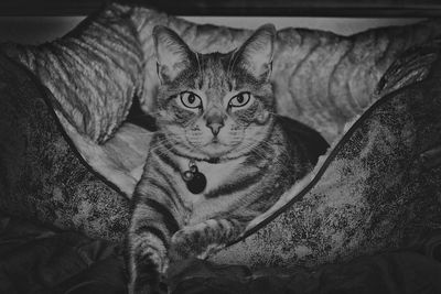 Portrait of cat relaxing on bed at home