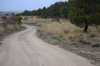 Road amidst trees against sky