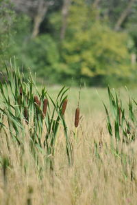 Close-up of wheat field