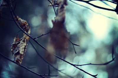 Close-up of branches against blurred background