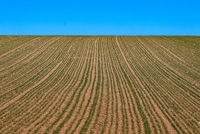 Scenic view of field against clear blue sky