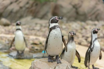 African penguins perching on rocks