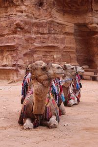 View of camels in desert