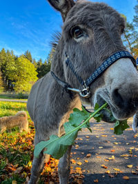 Horse standing on field