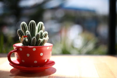 Close-up of potted plant on table