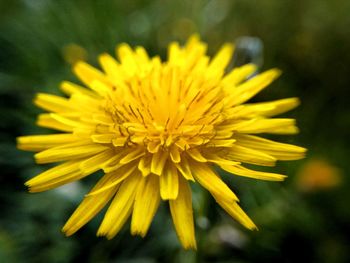 Close-up of yellow flower blooming outdoors