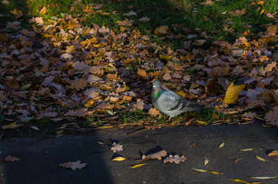 High angle view of bird on field during autumn