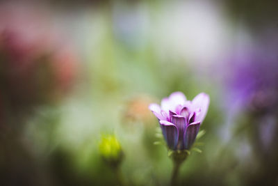 Close-up of pink flower