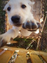 Close-up portrait of dog