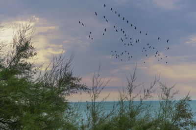 Flock of birds flying over sea against sky