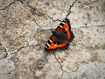 Butterfly on leaf