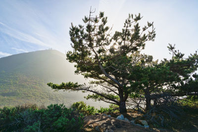 Trees on landscape against sky