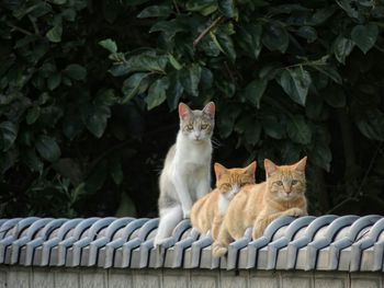 Portrait of cats sitting against tree