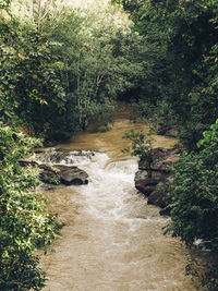 Scenic view of river stream in forest