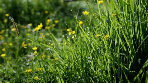 Close-up of wet yellow flowers on field