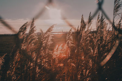 Close-up of stalks in field against sky during sunrise