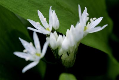 Close-up of white flowers blooming outdoors