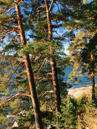 Scenic view of trees in forest against sky