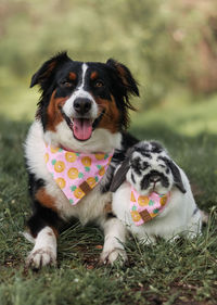 Dog and rabbit in grass 