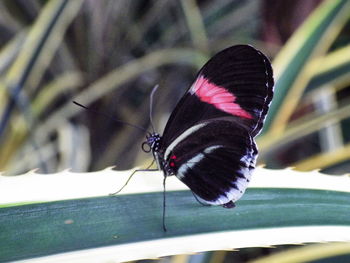 Close-up of butterfly on flower