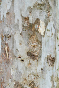 Close-up of weathered wall