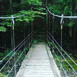 Footbridge amidst trees