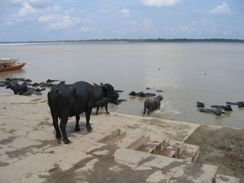 Horses on sea shore against sky