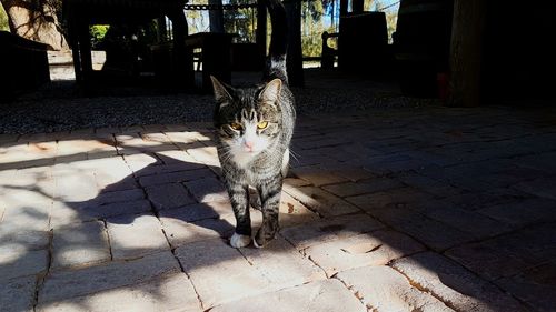 Portrait of cat on floor