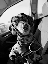 Dog sitting in car