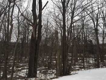 Bare trees on field during winter