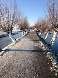 Bare trees in park