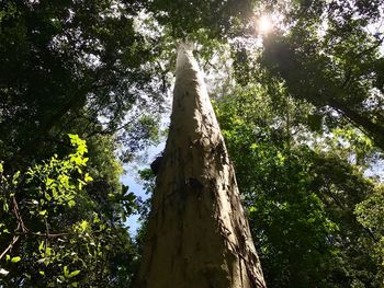 Low angle view of trees against sky