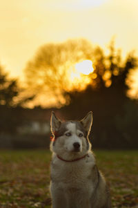 Close-up of dog on grass against sky during sunset