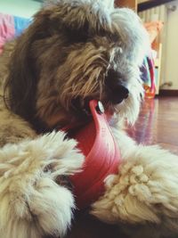 domestic animals