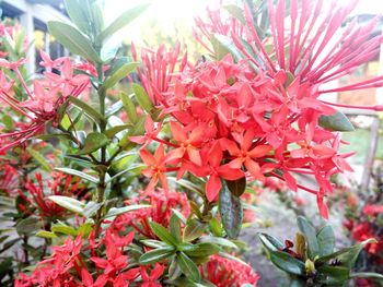 Close-up of red flowers blooming outdoors