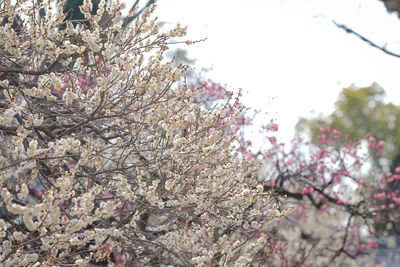 Low angle view of cherry blossom tree