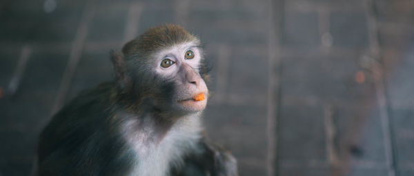 Close-up of gorilla looking away in zoo