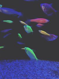 Fish swimming in sea