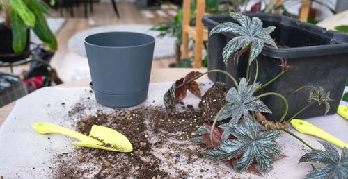 Close-up of potted plant on table