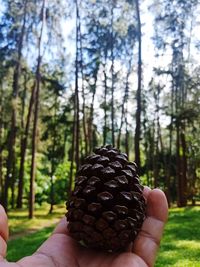 Midsection of person holding pine cone in forest