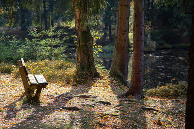 Bench in forest